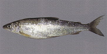 Record photograph for Coregonus widegreni